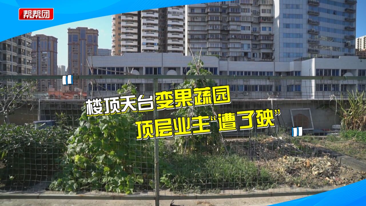 天台建“开心农场”,致顶楼房屋发霉漏水?部门回应成业主定心丸