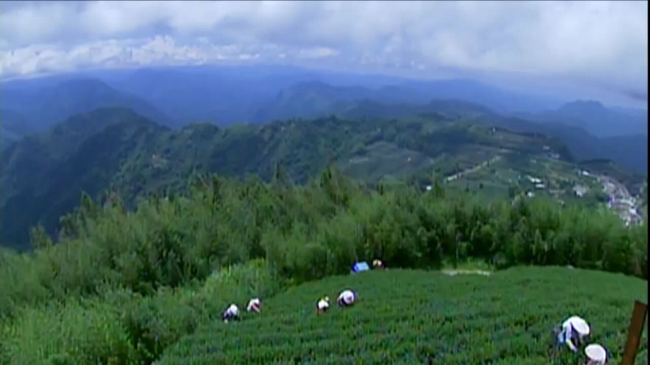 你不知道的台湾茶叶史!台湾的茶原来是来自福建武夷山