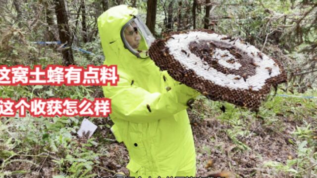 一窝长在地下的土蜂,竟然动用5个人的力量,挖开之后收获30多斤