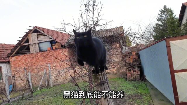 黑猫到底能不能养,关于黑猫的争议至今也不断,有人认为黑猫是不吉利的化身,也有人认为黑猫是能招财镇宅的那出现这些争议是怎么回事呢?