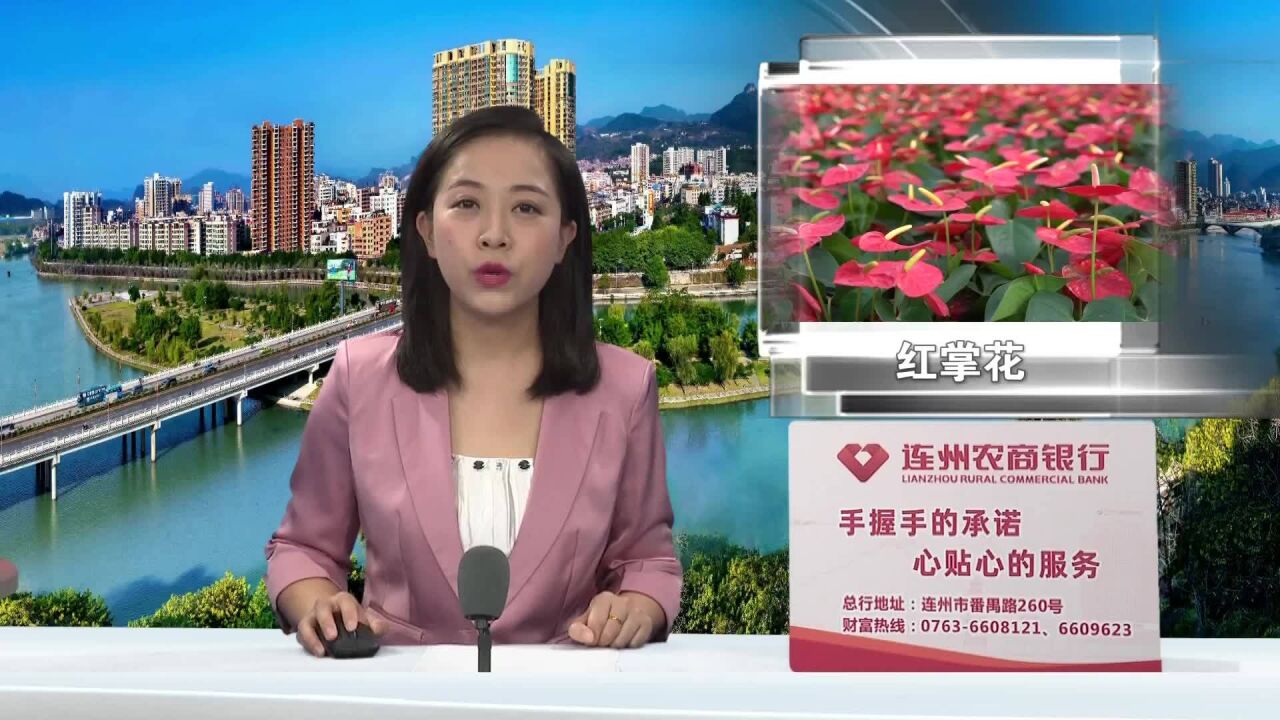 鸿运当头!东陂镇红掌花远销国内外