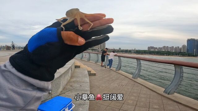 沙光鱼,海鲋鱼,八爪鱼,香梭鱼,都钓齐全了!