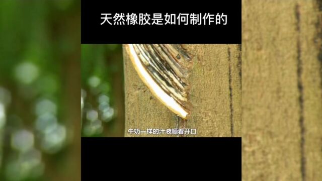 我们常用的天然橡胶竟然是这样采集和加工的