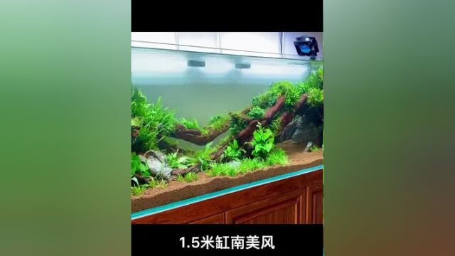 南美风#六一就是要快乐呀 #玻璃缸中的大自然