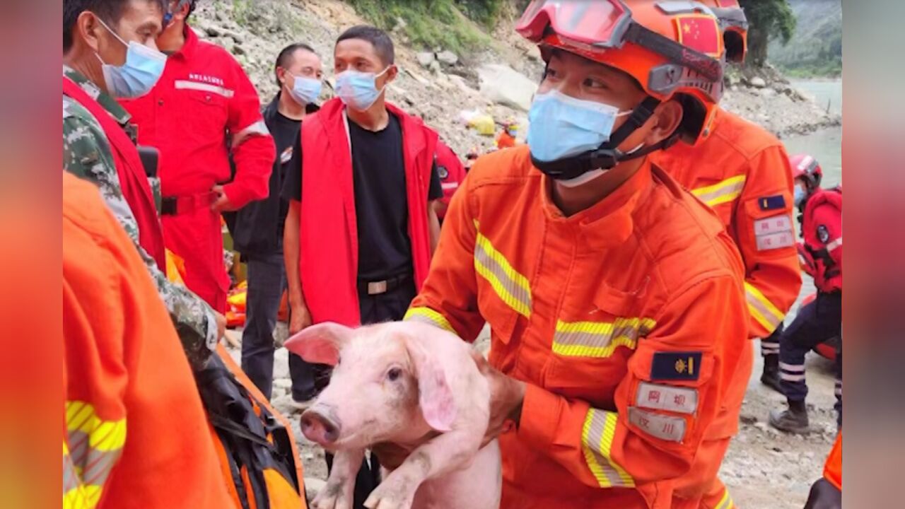 不放弃任何一个生命!泸定地震中的“猪坚强”:从上游被冲下水里扑腾,被救后蜷缩着发抖