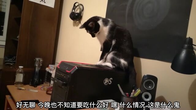 猫咪对电脑也这么感兴趣,主人弄得猫咪一愣一愣的,太逗了