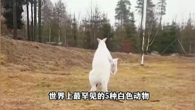 白色的大熊猫你见过吗?带你盘点最罕见的白化动物!