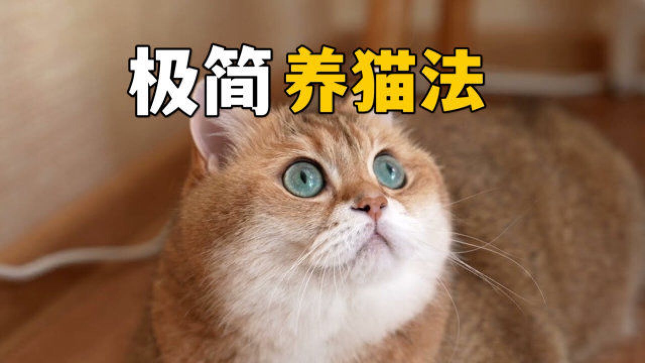 极简养猫法,了解一下