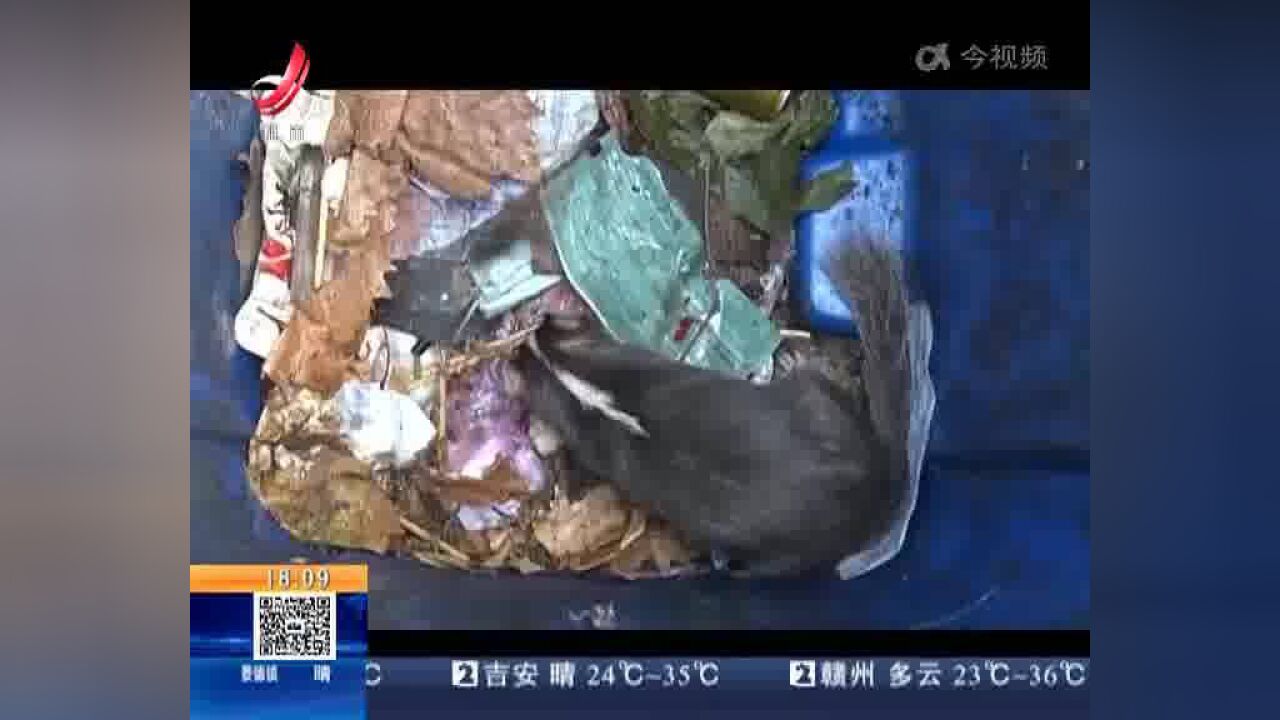 九江庐山:二级保护动物狗獾 觅食被困垃圾桶