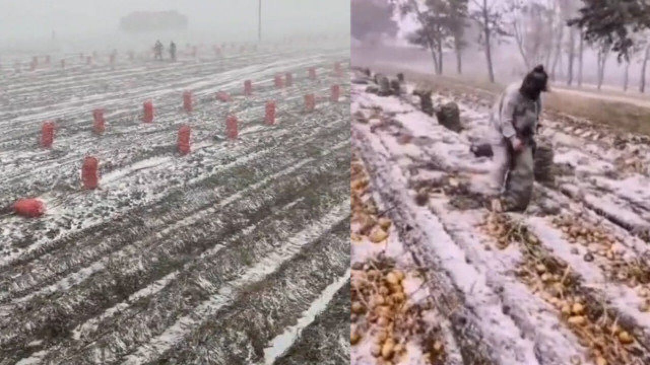 张家口沽源县大雪纷飞,农民顶风雪抢收土豆:不抢收冻了损失更大