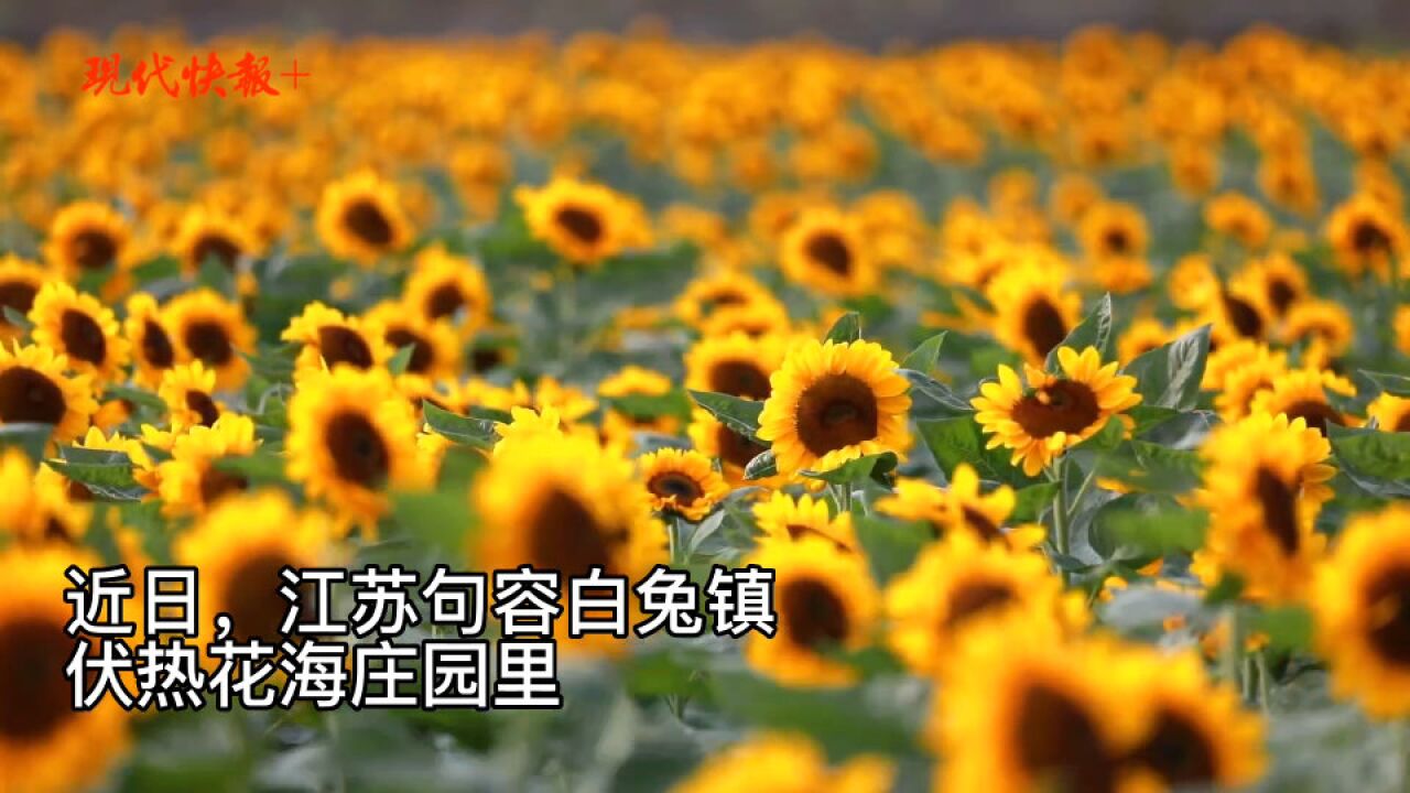 秋季花海惊艳开启!句容一大波向日葵绚烂绽放