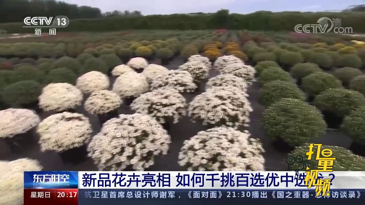 新品花卉亮相,如何千挑百选优中选优?