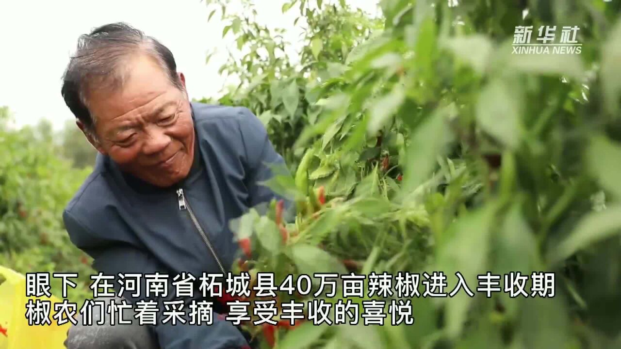 河南柘城:辣椒红了 村民富了