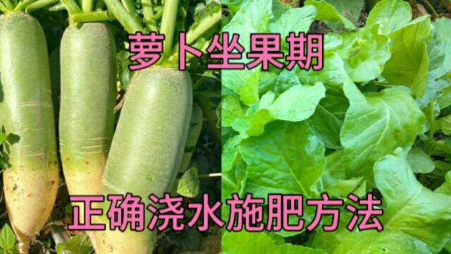 萝卜坐果期怎样浇水施肥好?用这个方法,萝卜个头大味道甜不畸形