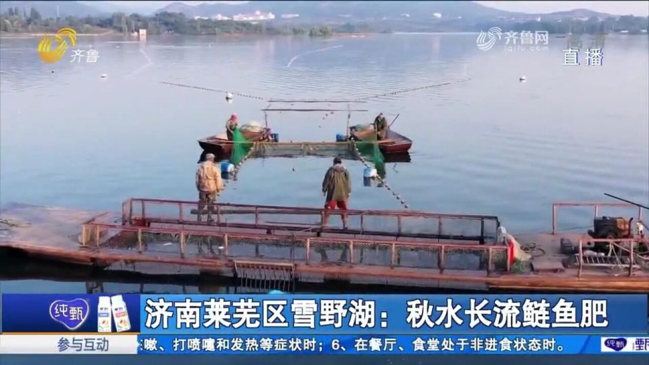 秋水长流鲢鱼肥!济南莱芜区雪野湖迎集中捕捞季,渔民收入节节高