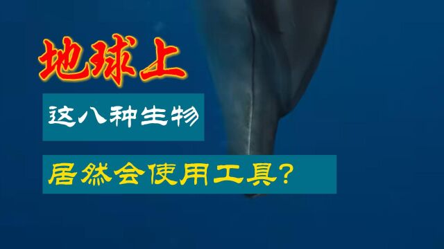 地球上会使用工具的八种生物,你知道哪一种?