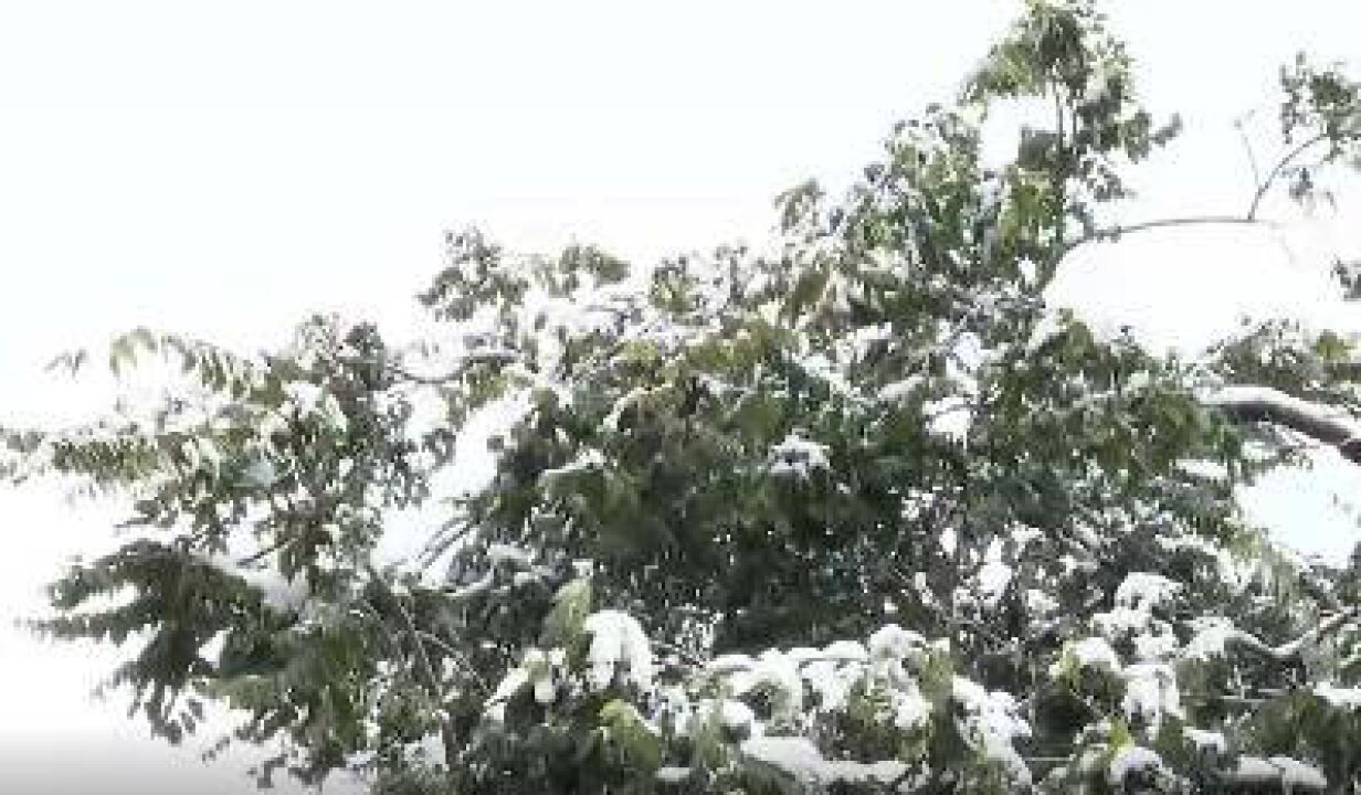 【视频】多地迎今秋第一场雪,冰花与深秋美景相逢