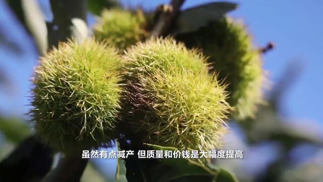 【人民日报消息】秦皇岛抚宁:延伸板栗产业链助农增收