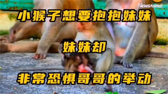 小猴子的家庭太乱,妈妈为了调节,给小猴子舔舔后腿,挠挠痒痒!