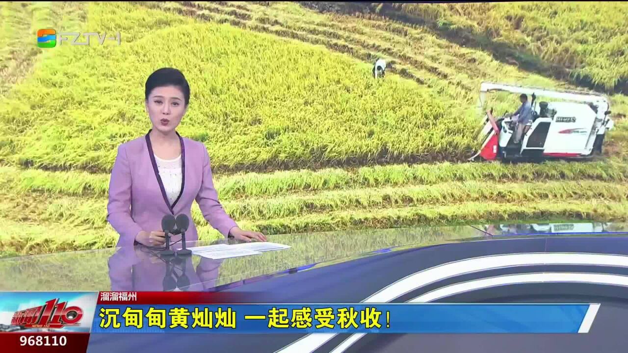 溜溜福州:沉甸甸黄灿灿 一起感受秋收!