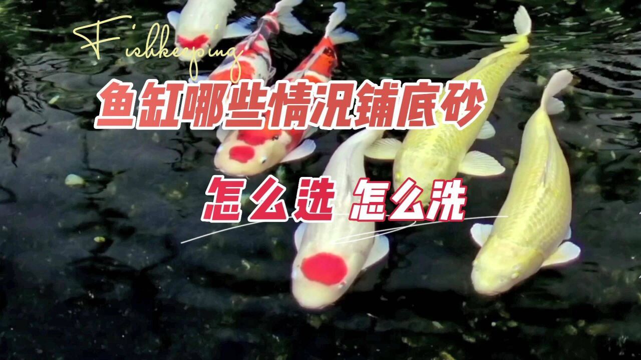 鱼缸哪些情况该铺底砂?知道如何选择和清洗:养鱼笔记第4季31集