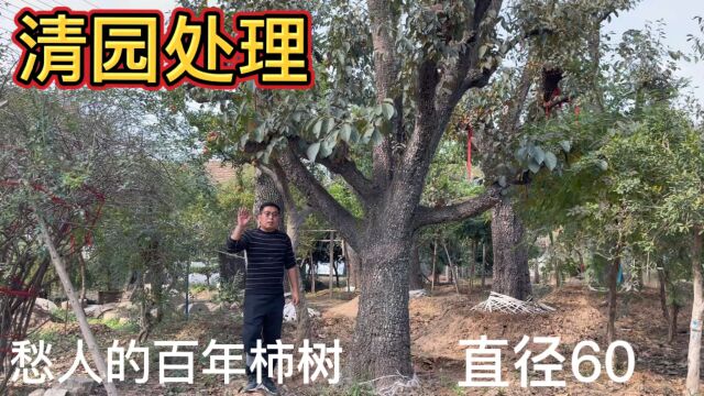 山东这个隐秘的小山村里,藏着几十棵“百年柿树”,卖不出去愁人