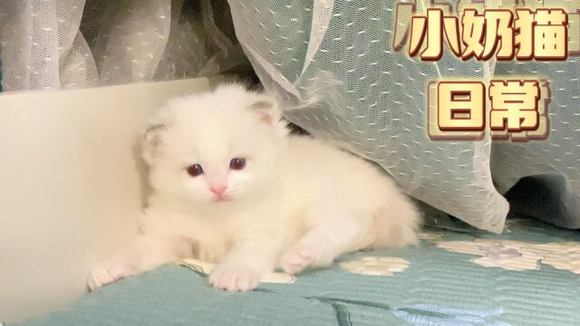 小奶猫太萌啦