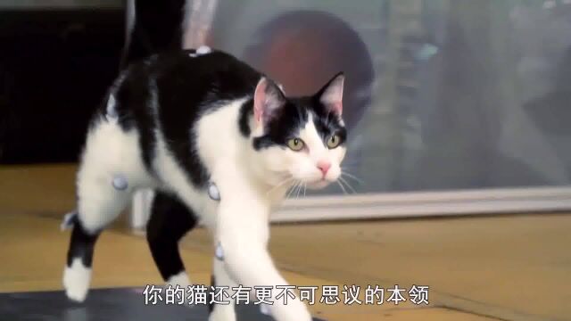 发现:猫咪不可思议的本领!超强柔韧性使它们成为运动天才,厉害