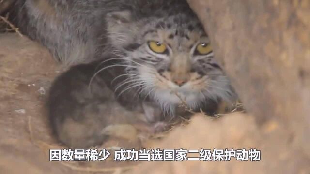 它是“猫中鳌拜”,至今未被人类驯服,如今数量稀少!