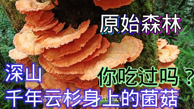 深山千年云杉上的菌菇,最好吃,长在云杉上的灵芝是最贵的吗?