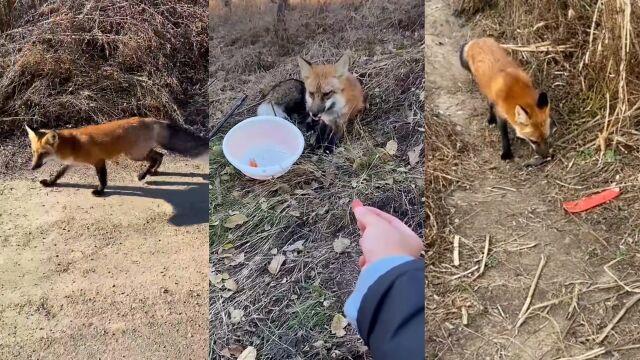 男子钓鱼偶遇1只小狐狸,喂食几次后突变“饲养员”:每天监督钓鱼