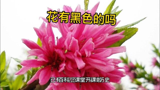 百科小课堂开课啦!难道花真的没有黑色的吗?