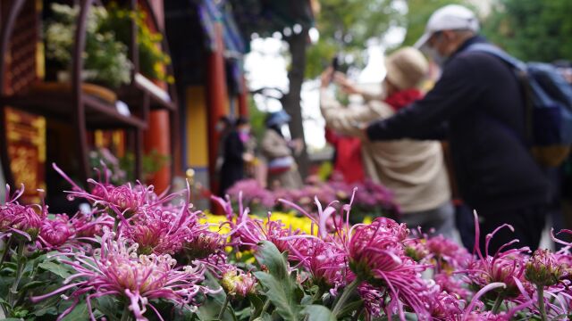 北京市第四十三届菊花(市花)展暨“第十届北京﹒开封菊花文化节”开幕