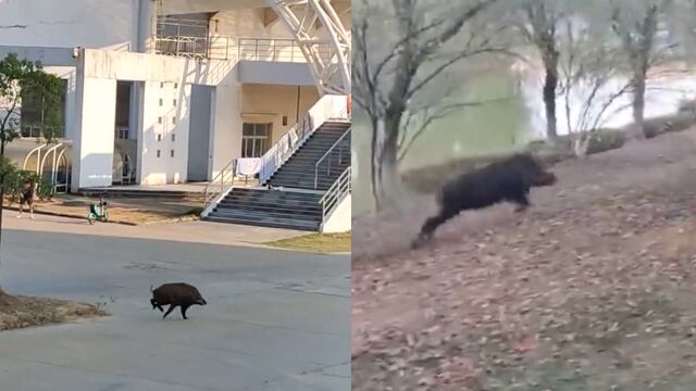 高校里惊现野猪,在校园内肆无忌惮地狂奔,学生纷纷驻足围观