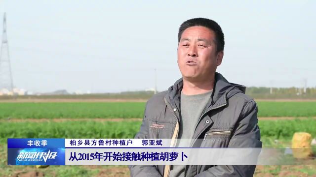 【丰收季】 柏乡县:胡萝卜产业助增收