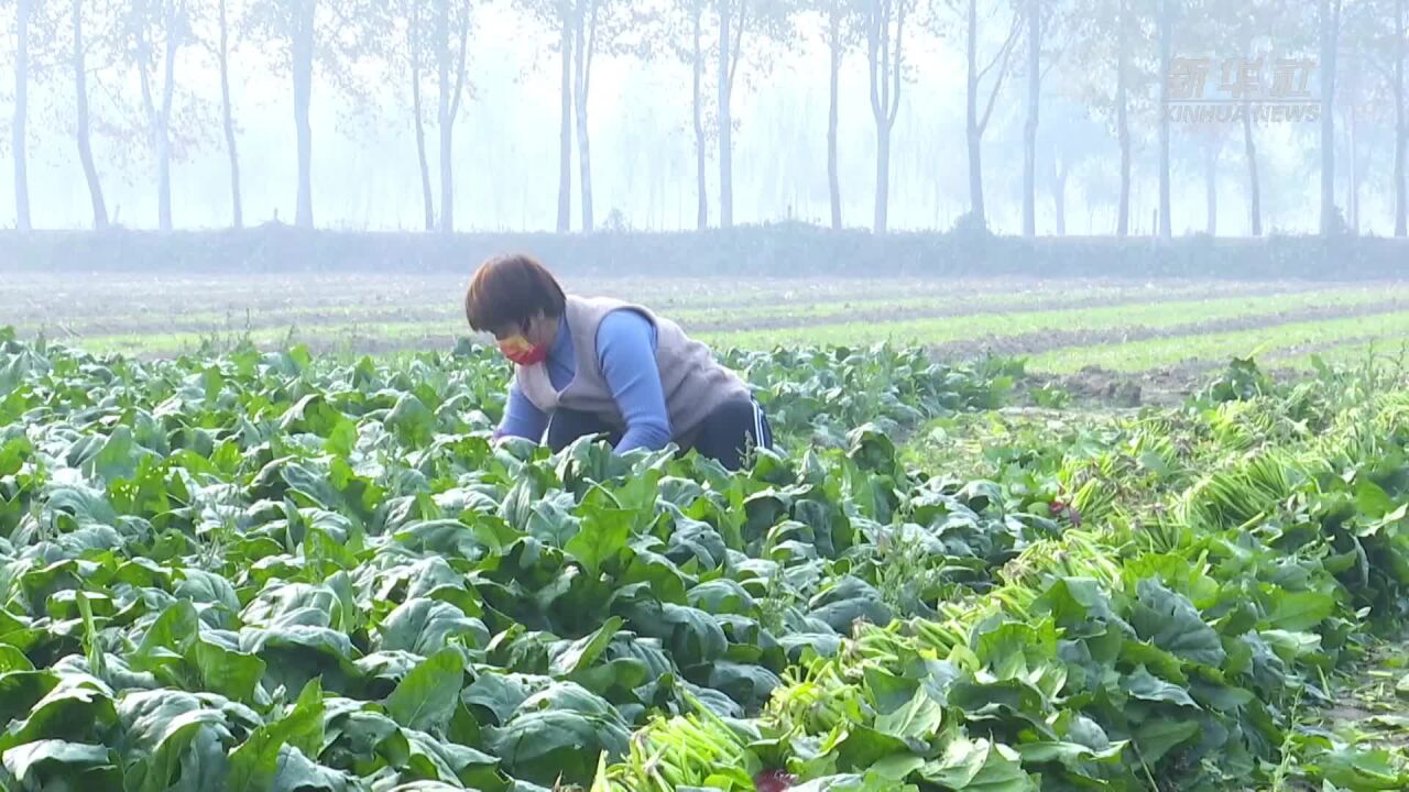 山东宁阳:电力改造保障蔬菜加工提质增效