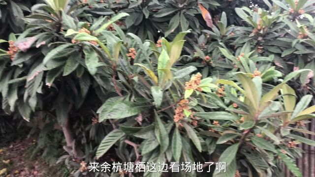 一年一度余杭塘栖带蜜蜂采枇杷蜜,枇杷花已经盛开即将带蜂群进场