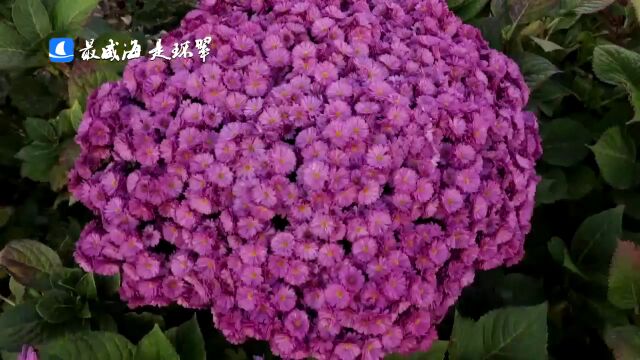 菊花的美竟然有这么多种?!46秒带你一饱眼福