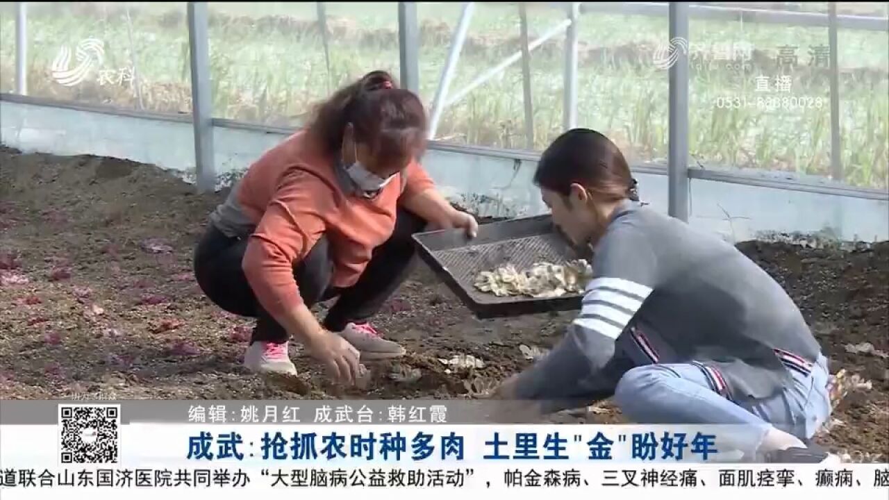 成武:抢抓农时种多肉,土里生“金”盼好年