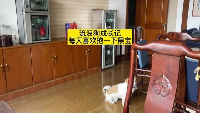 流浪狗成长记 现在每天到工作室都喜欢抱一下小狗黑宝 就像抱小孩 #流浪狗成长记 #我和宠物日常 #萌宠