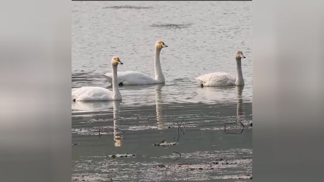 野芷湖,大学校园旁的“天鹅湖”