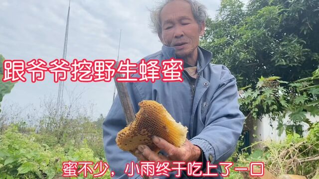 和爷爷平地采野蜜,洞太深,蜂巢藏了一窝又一窝,小雨偷尝一口直呼太甜了.蜂量太多,从洞口收到树上才完工 #记录农村现实生活 #蜜蜂采 蜜 #外寻蜂