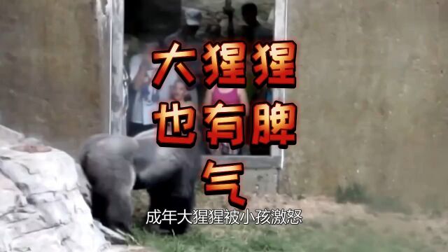 大猩猩也有脾气