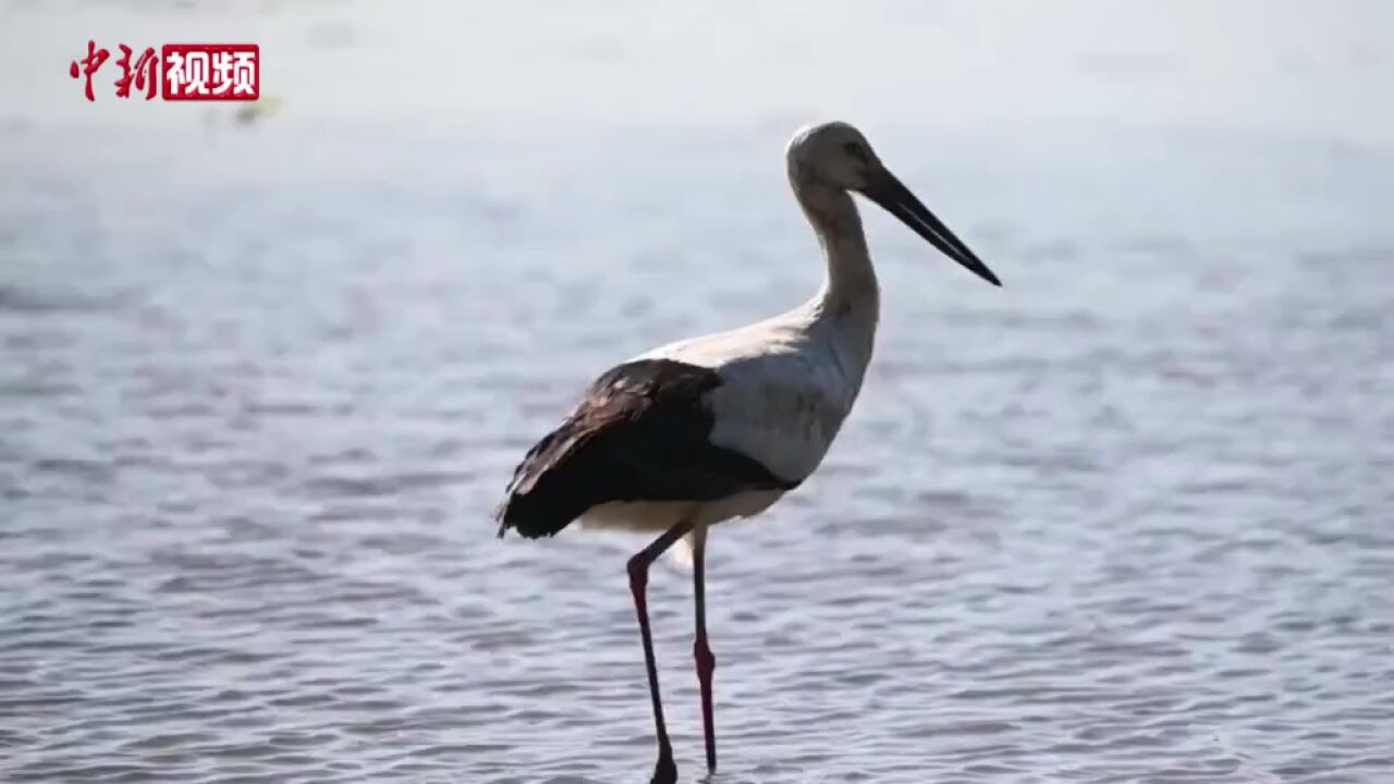 “鸟中国宝”东方白鹳现身广州南沙湿地