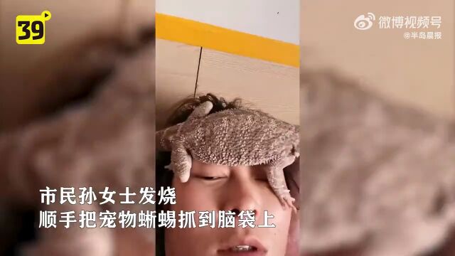 辽宁女子发烧,宠物蜥蜴“退烧贴”立大功……