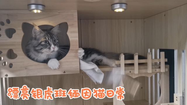 漂亮银虎斑缅因猫日常