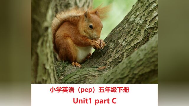 小学英语(pep)五年级下册unit1 part C