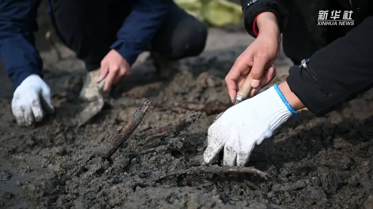 新华全媒+|河南商丘宋国故城遗址发现大面积千年桑树和柏树枝