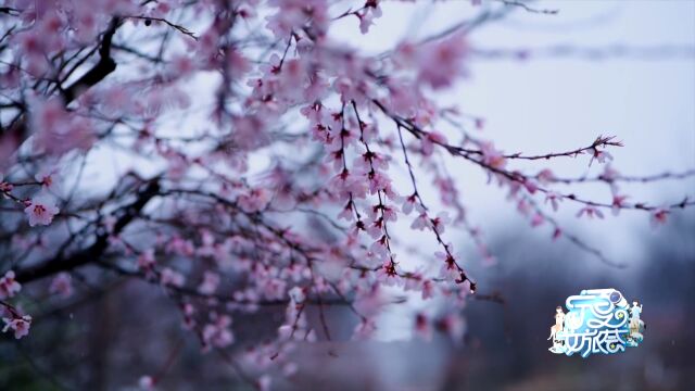 【宁夏文旅荟】山水田园 锦绣彭阳