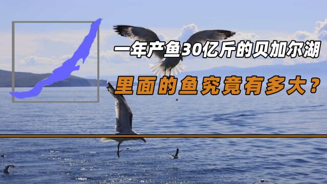 年产鱼30亿斤,世界第一深湖贝加尔湖,里面的鱼究竟有多大?